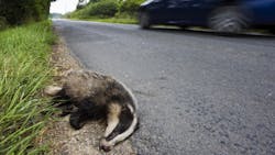 Mhlnews Com Sites Mhlnews com Files Uploads 2014 06 Road Kill 0 Mhlnews Com Sites Mhlnews com Files Uploads 2014 06 Road Kill 0