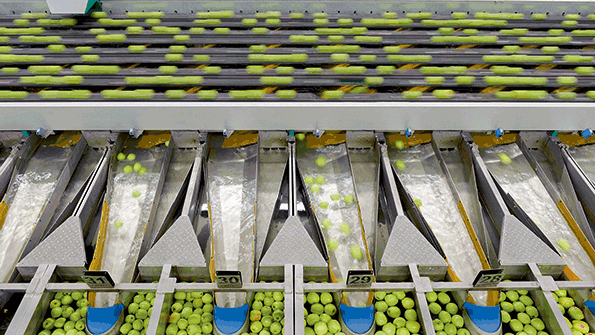 Highvolume apple sorting at MIVOR