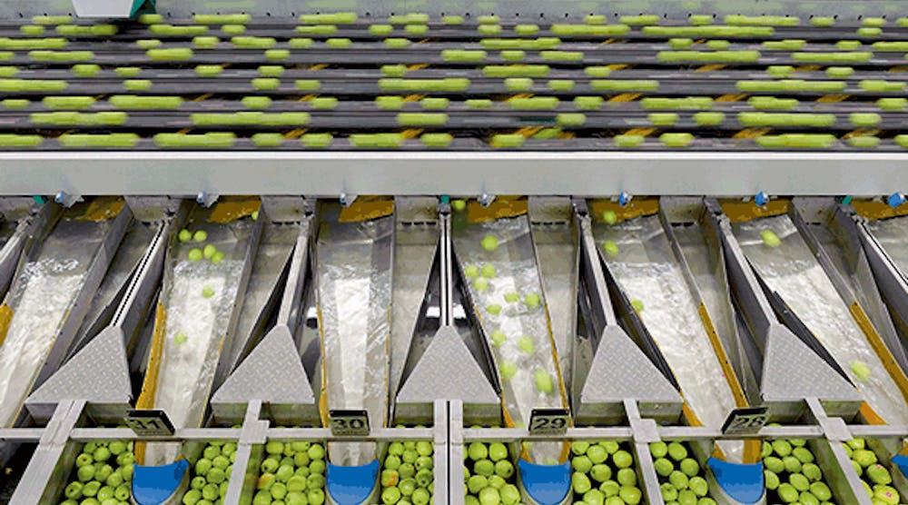 High-volume apple sorting at MIVOR.