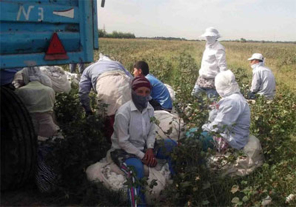 Removing Forced Labor from Cotton Supply Chain