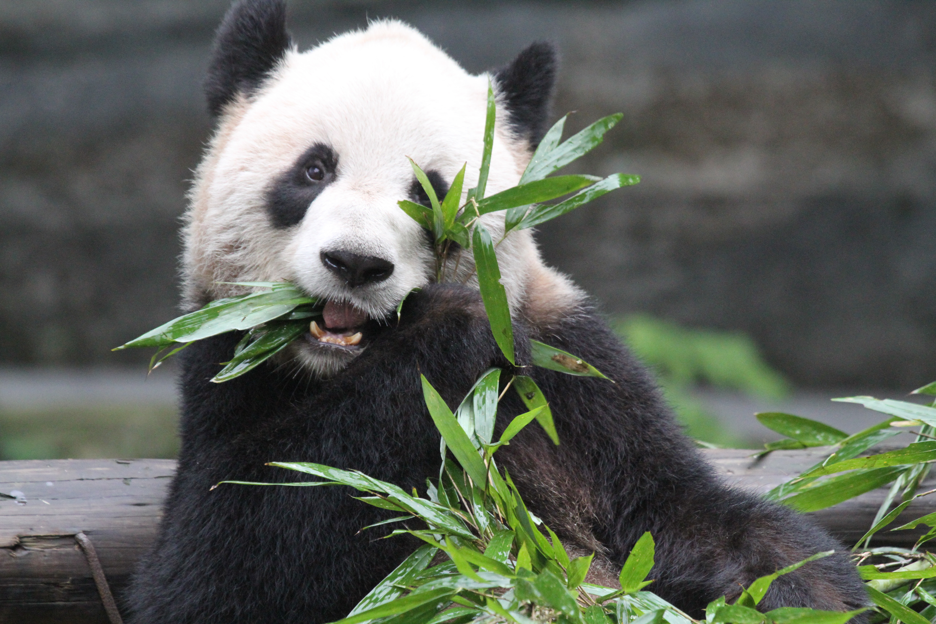 FedEx transports giant pandas from China to Canada