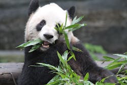 FedEx transports giant pandas from China to Canada FedEx transports giant pandas from China to Canada