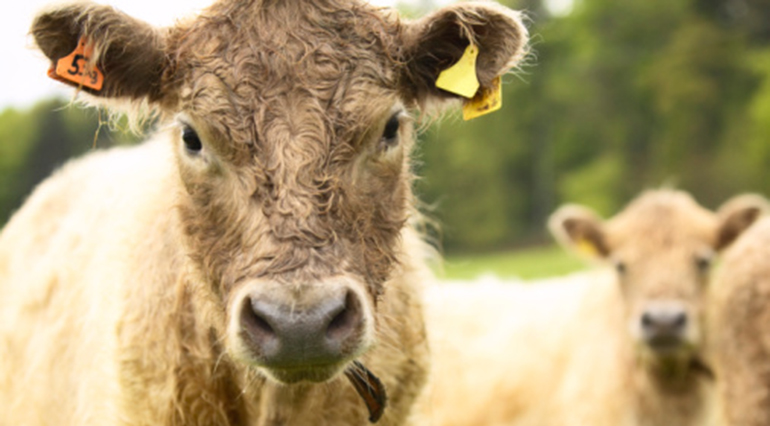 cattle-tag