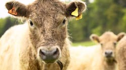 cattle-tag cattle-tag