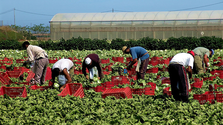 Workers picking lettuce