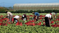Workers picking lettuce Workers picking lettuce