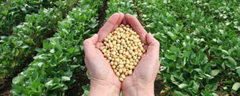 Cargill Plans to Work With Farmers on Save-the-Forest Initiative