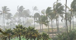 Mhlnews 11461 Hurricane Trees