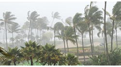 Mhlnews 11461 Hurricane Trees