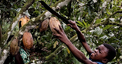 Child-Slavery Appeals by Nestle, Cargill Draw Supreme Court Inquiry