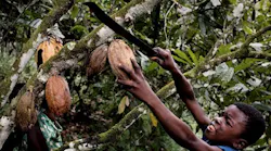 Child-Slavery Appeals by Nestle, Cargill Draw Supreme Court Inquiry