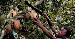 Child-Slavery Appeals by Nestle, Cargill Draw Supreme Court Inquiry Child-Slavery Appeals by Nestle, Cargill Draw Supreme Court Inquiry